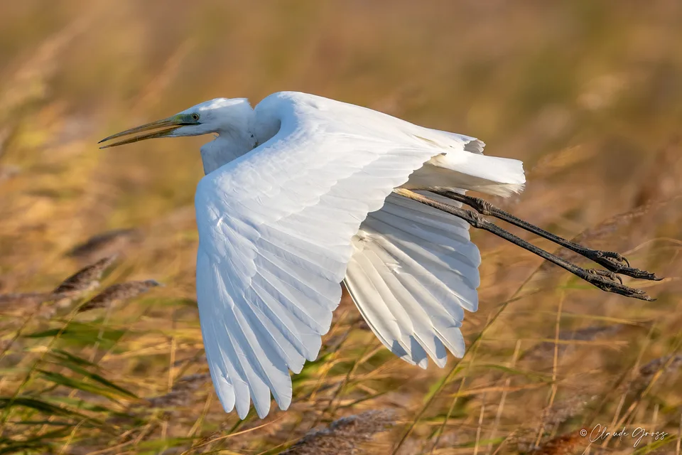 Grande Aigrette