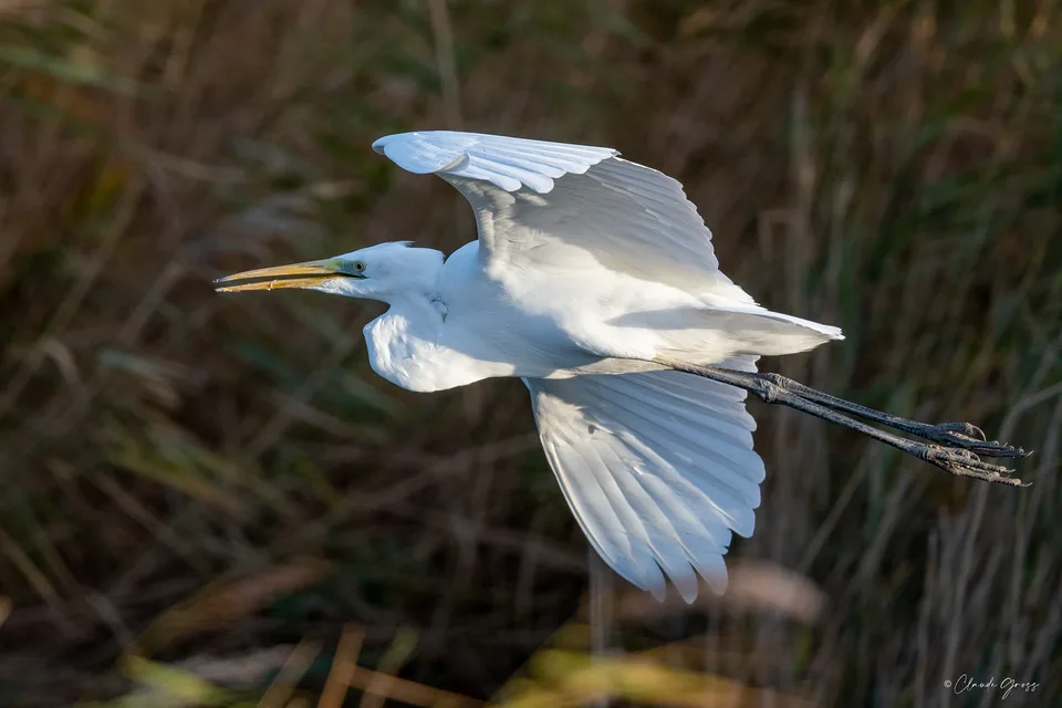 Grande aigrette