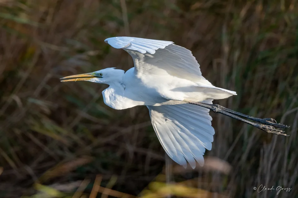 Grande Aigrette