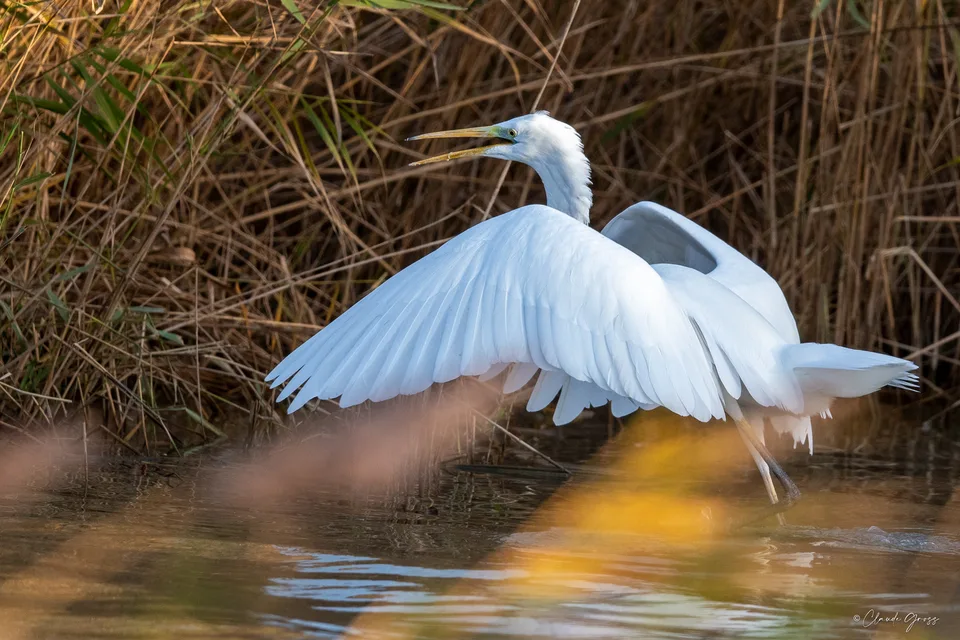 Grande aigrette