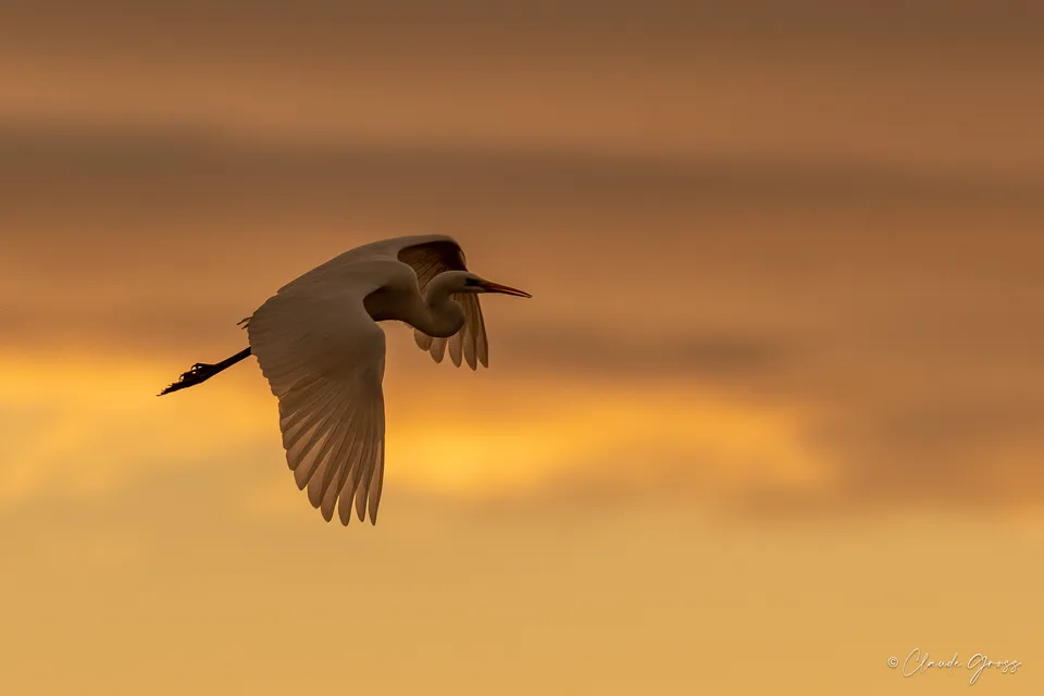 Grande Aigrette