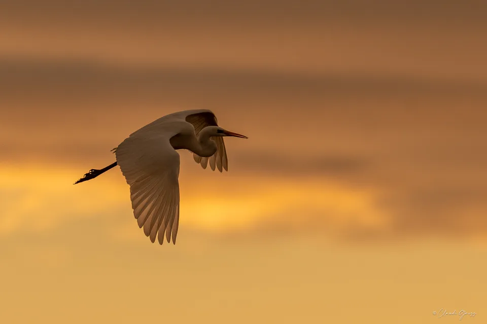 Grand aigrette