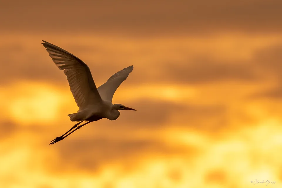 Grand aigrette