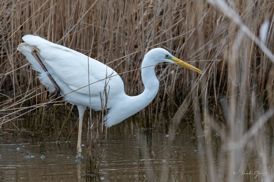 Grande Aigrette