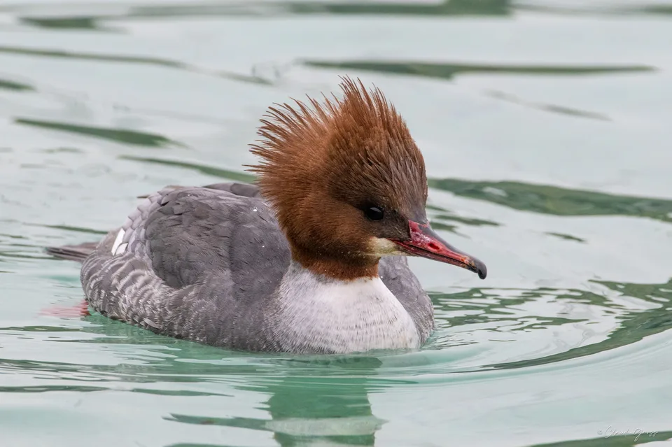 Harle bièvre ♀