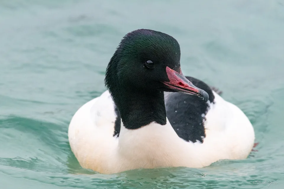Harle bièvre ♂