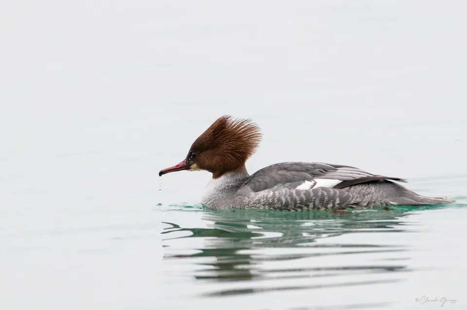Harle bièvre ♀