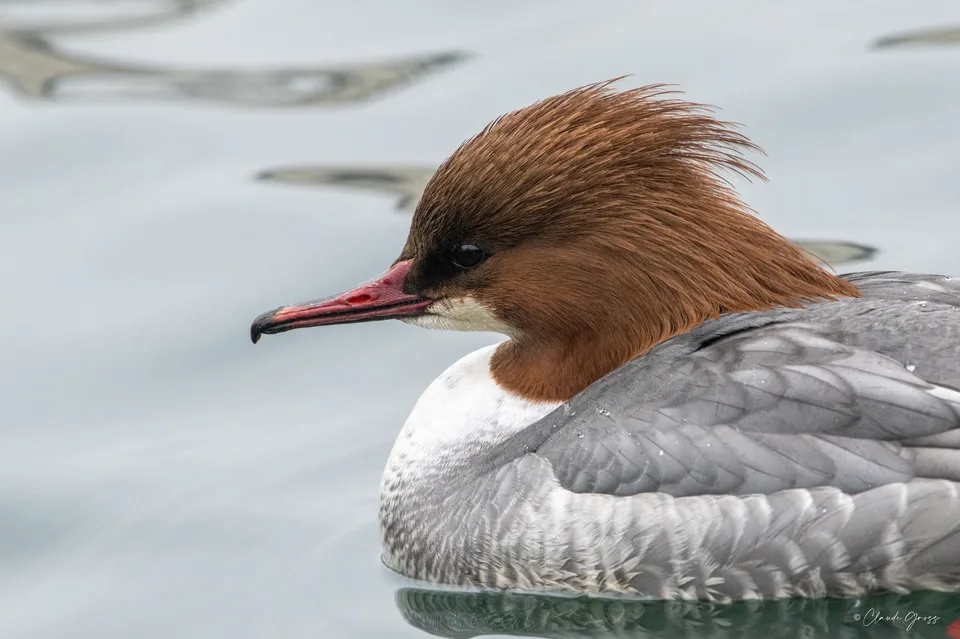 Harle bièvre ♀