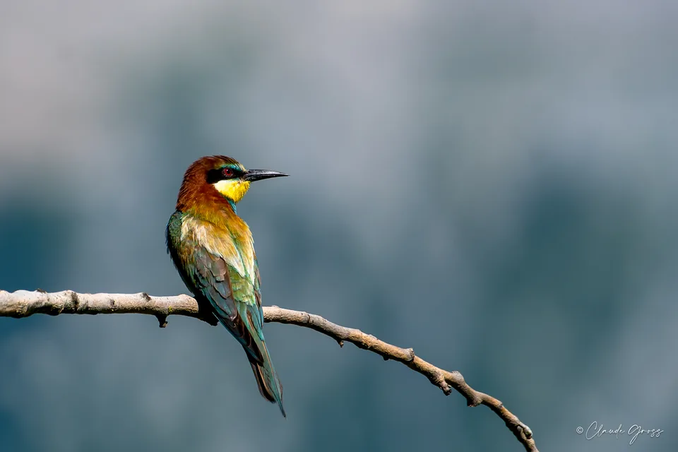 Guêpier d'Europe