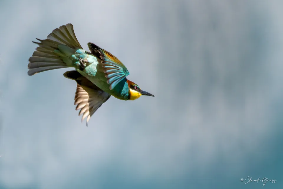 Guêpier d'Europe