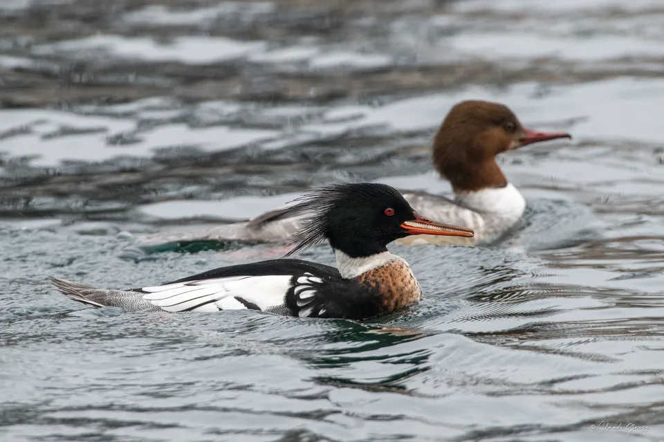 Harle huppé ♂  (et harle bièvre ♀)