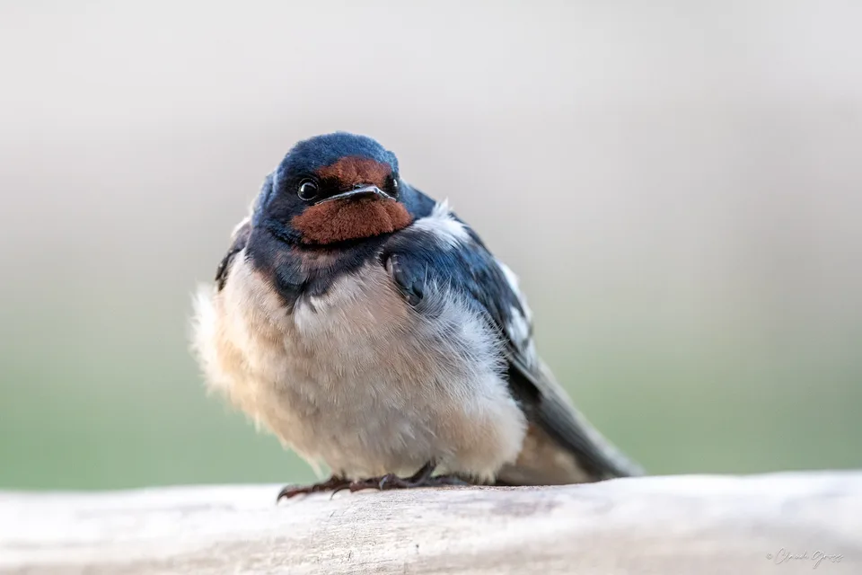 Hirondelle rustique