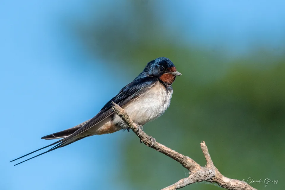 Hirondelle rustique