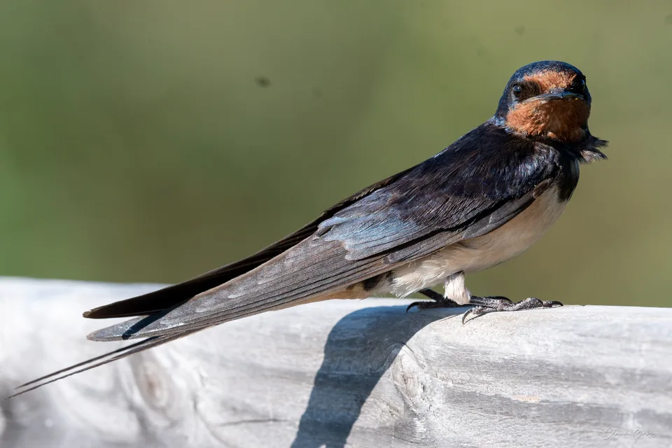 Hirondelle rustique