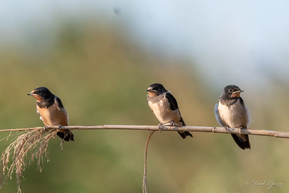 Hirondelle rustique