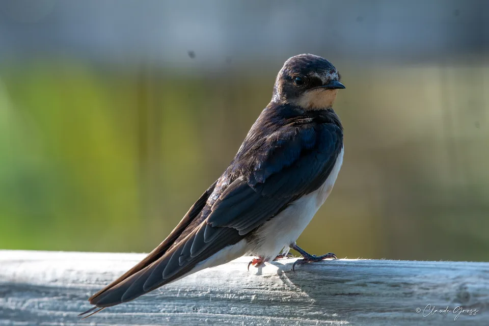 Hirondelle rustique