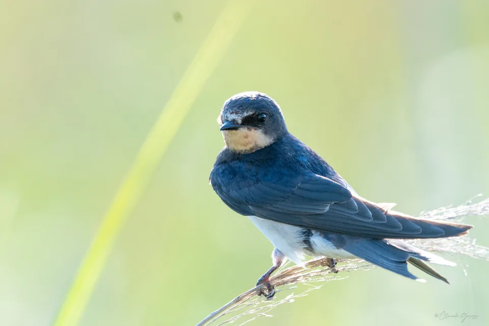 Hirondelle rustique