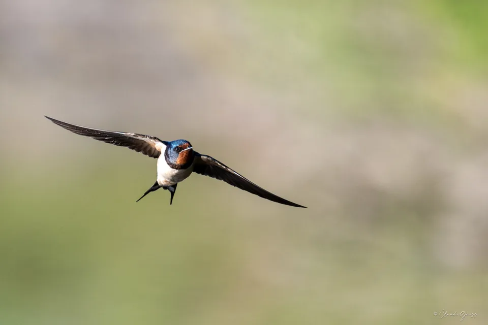 Hirondelle rustique