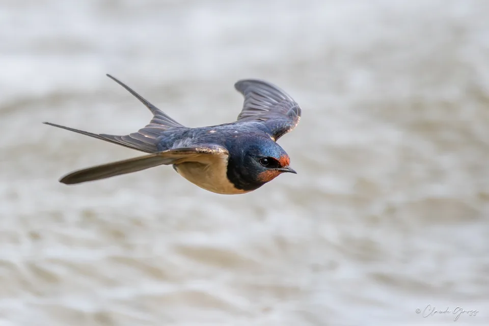 Hirondelle rustique