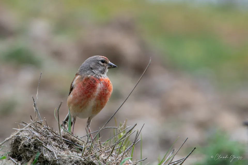 Linotte mélodieuse