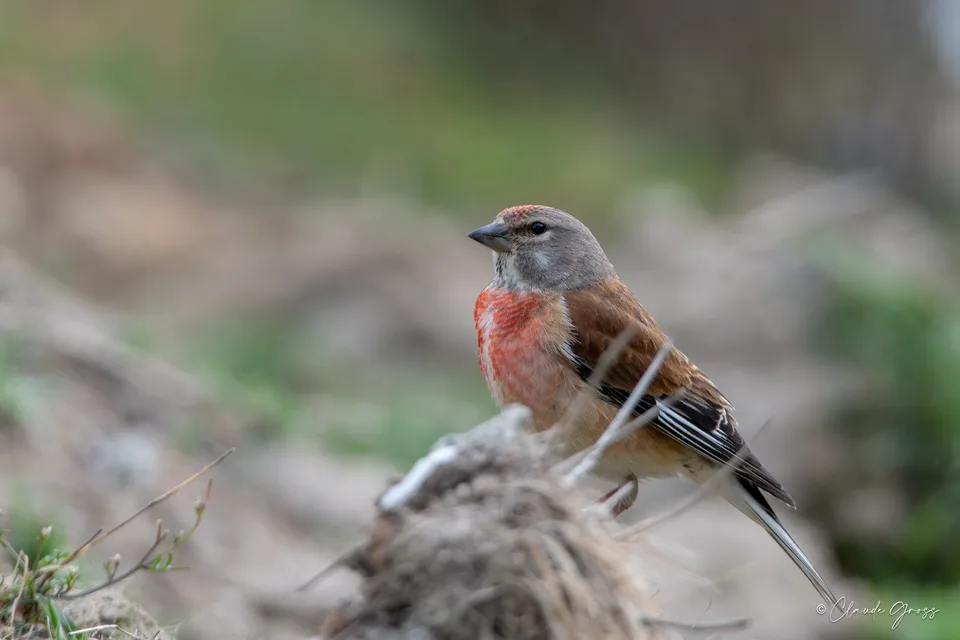 Linotte mélodieuse