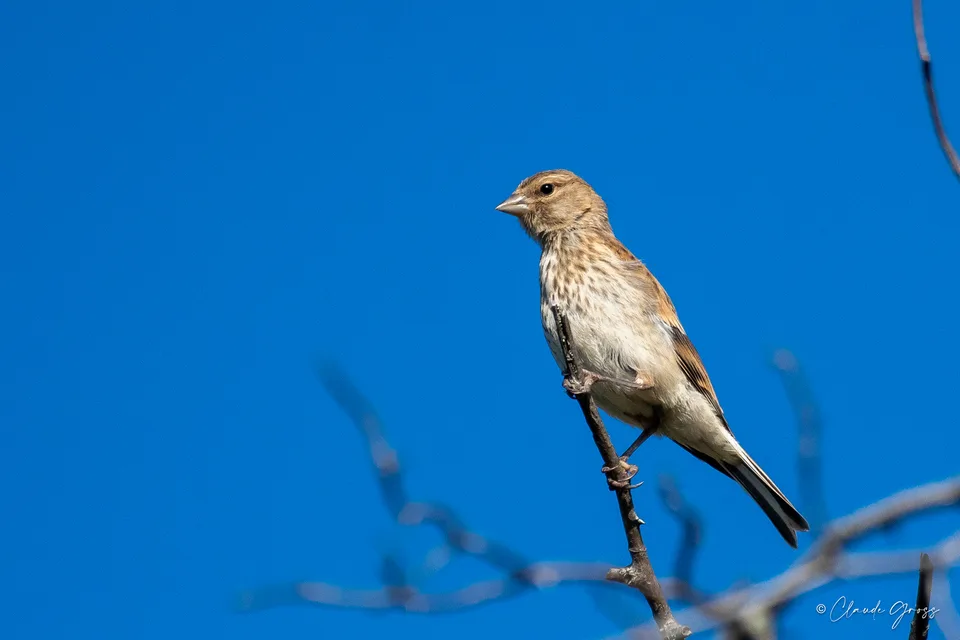 Linotte mélodieuse