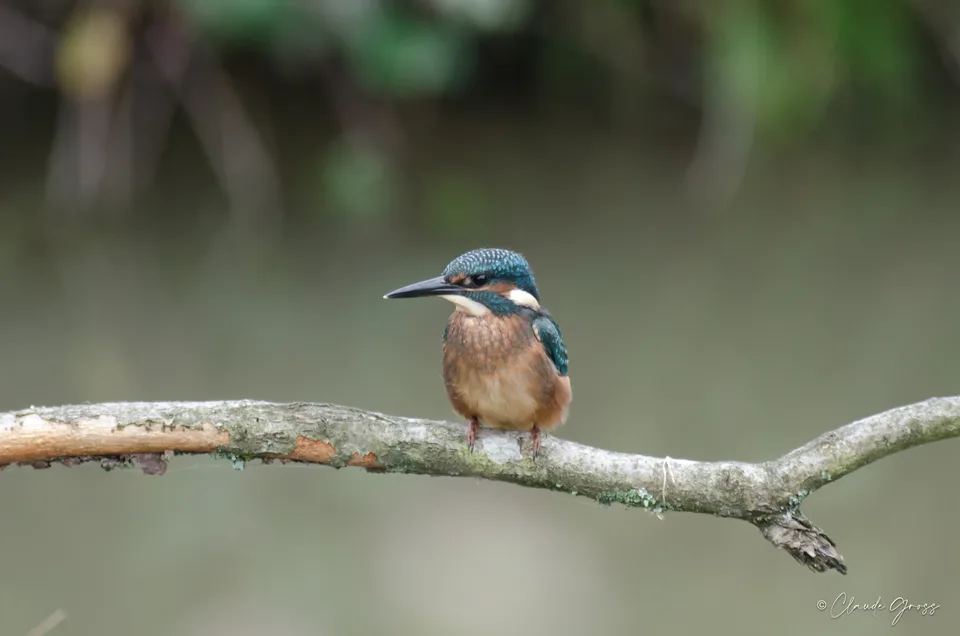 Martin-pêcheur d'Europe