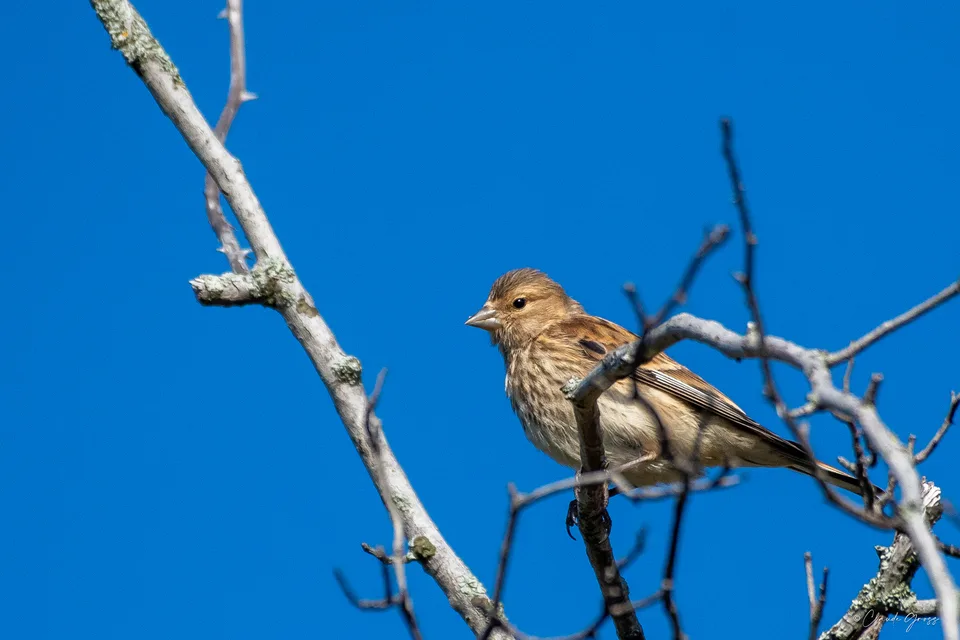 Linotte mélodieuse
