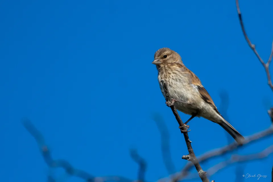 Linotte mélodieuse