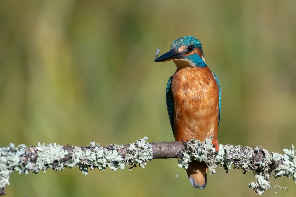 Martin-pêcheur d'Europe