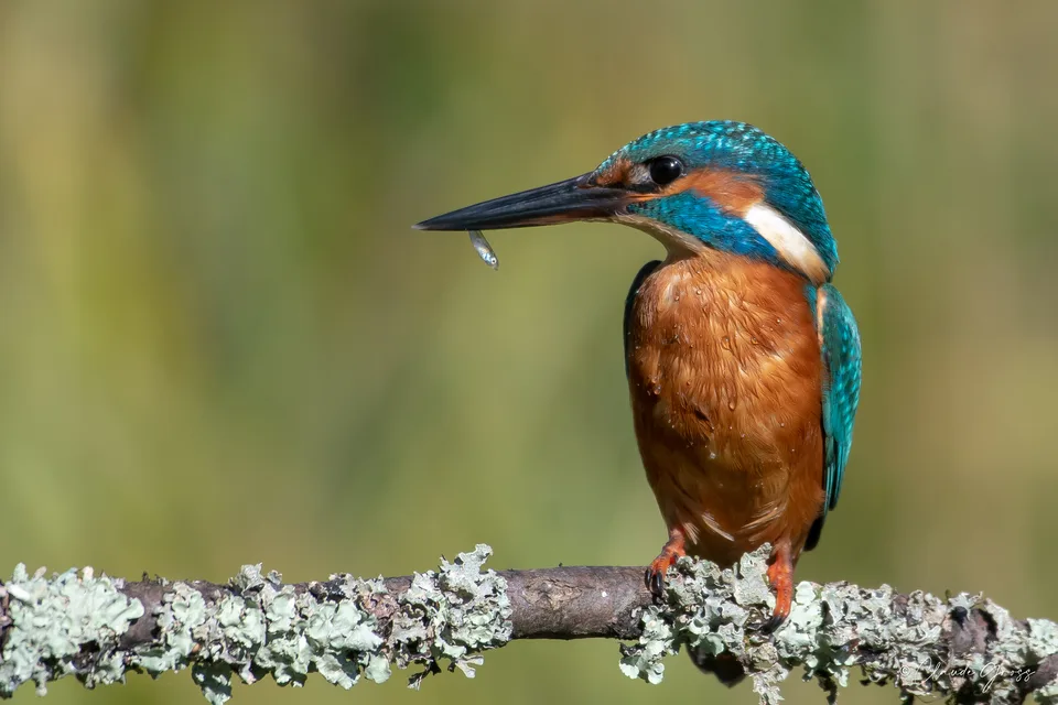 Martin-pêcheur d'Europe