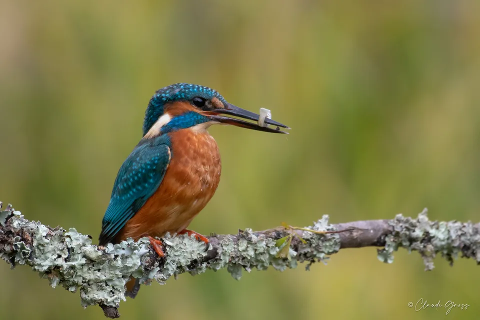 Martin-pêcheur d'Europe