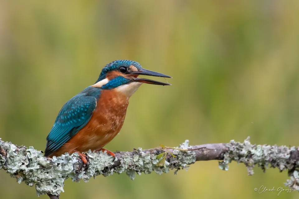 Martin-pêcheur d'Europe