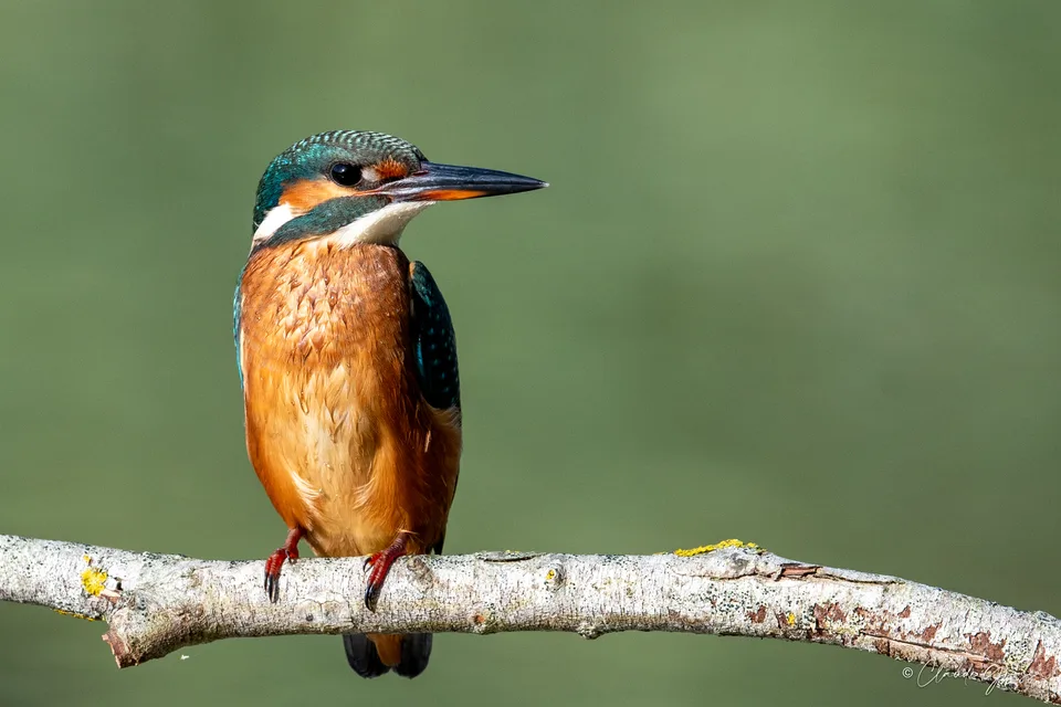 Martin-pêcheur d'Europe