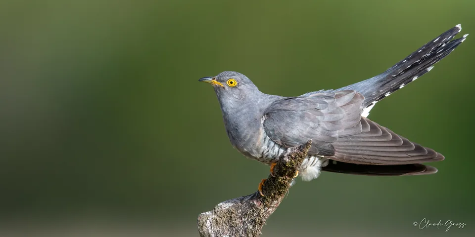 Coucou gris