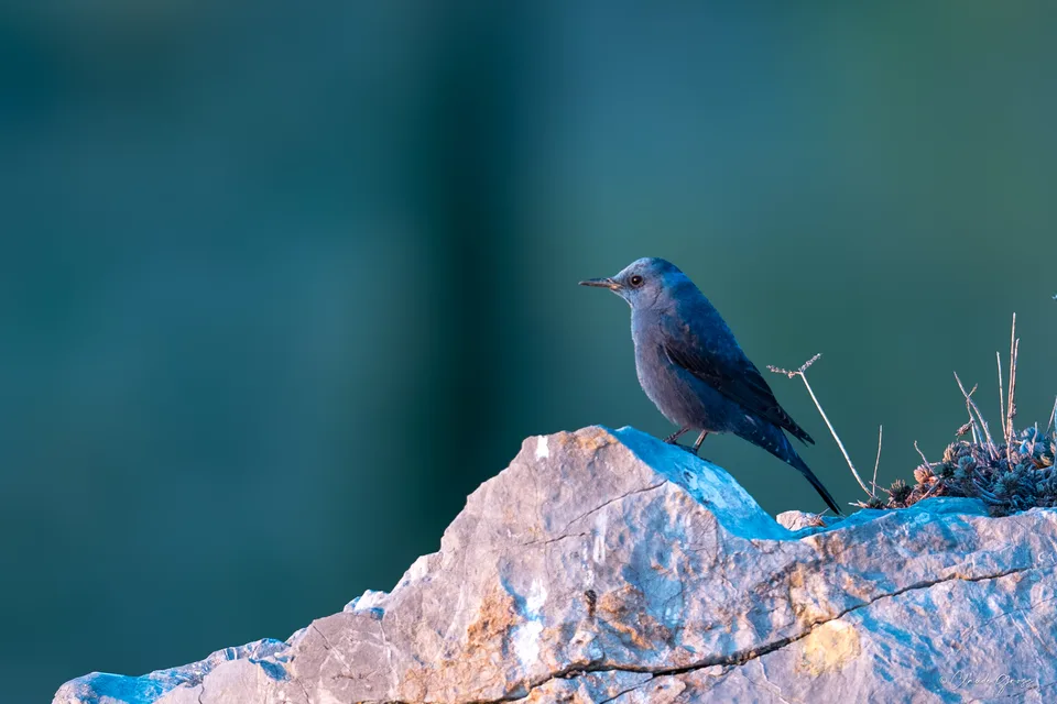 Monticole bleu