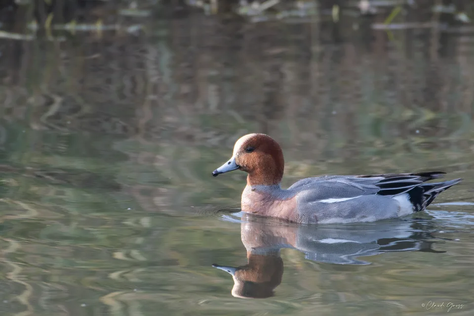 Canard siffleur