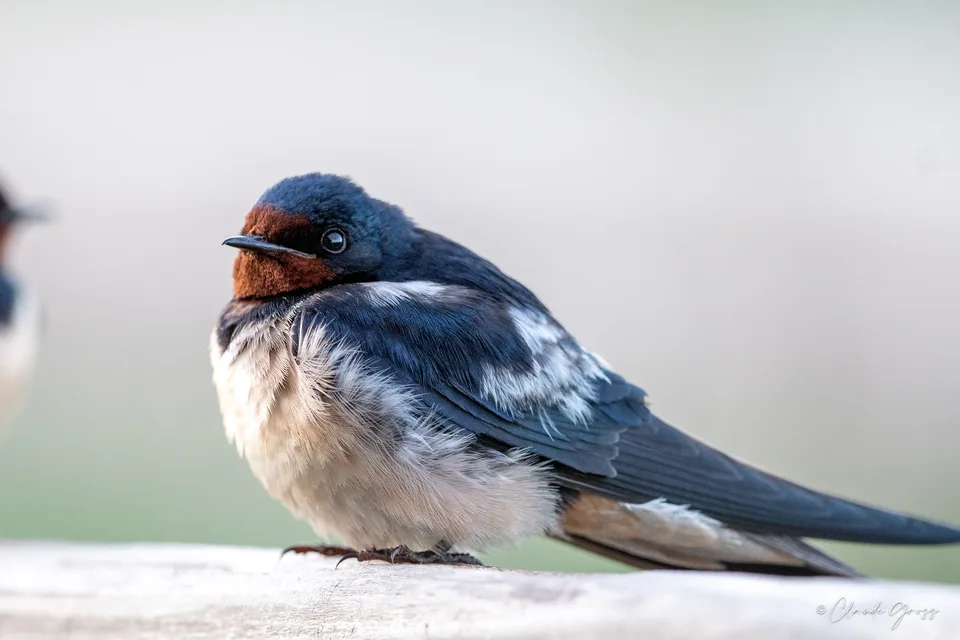 Hirondelle rustique