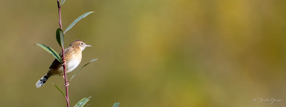 Cisticole des joncs