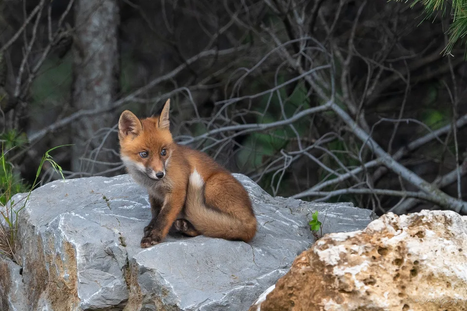 Renard roux