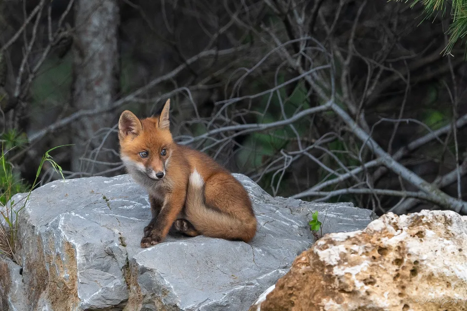 Renard roux