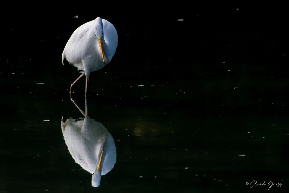Grande Aigrette
