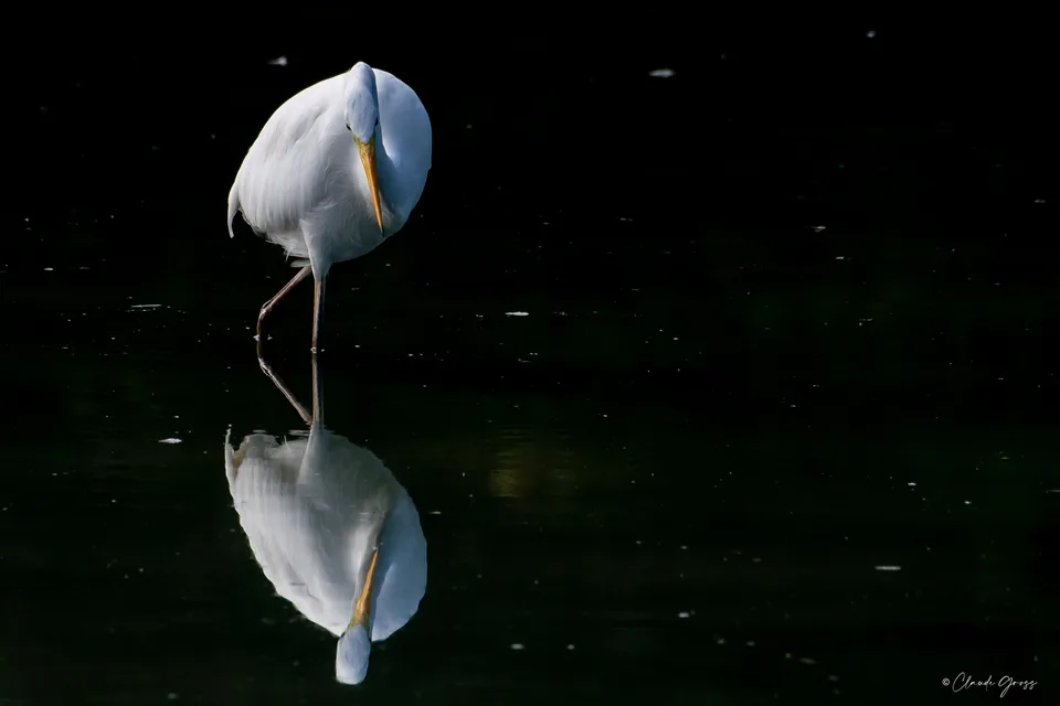 Grande aigrette