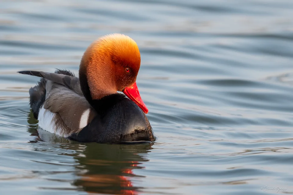 Nette rousse