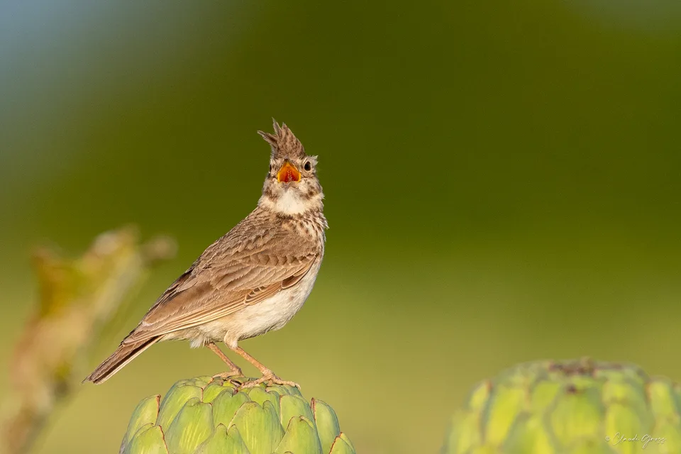 Cochevis huppé