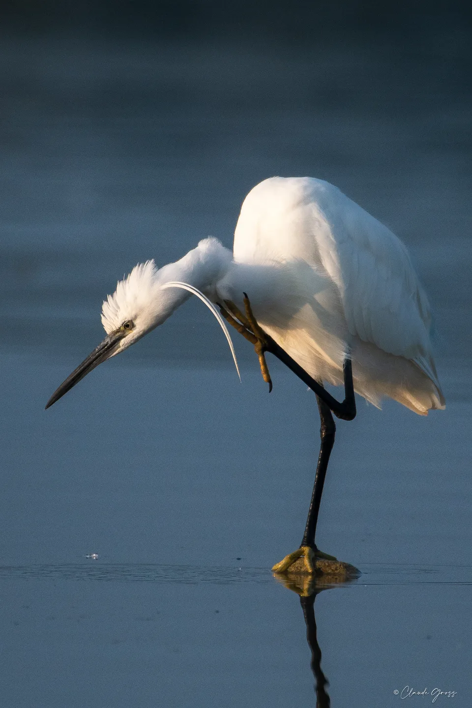 Aigrette garzette, Saverdun, Ariège, France