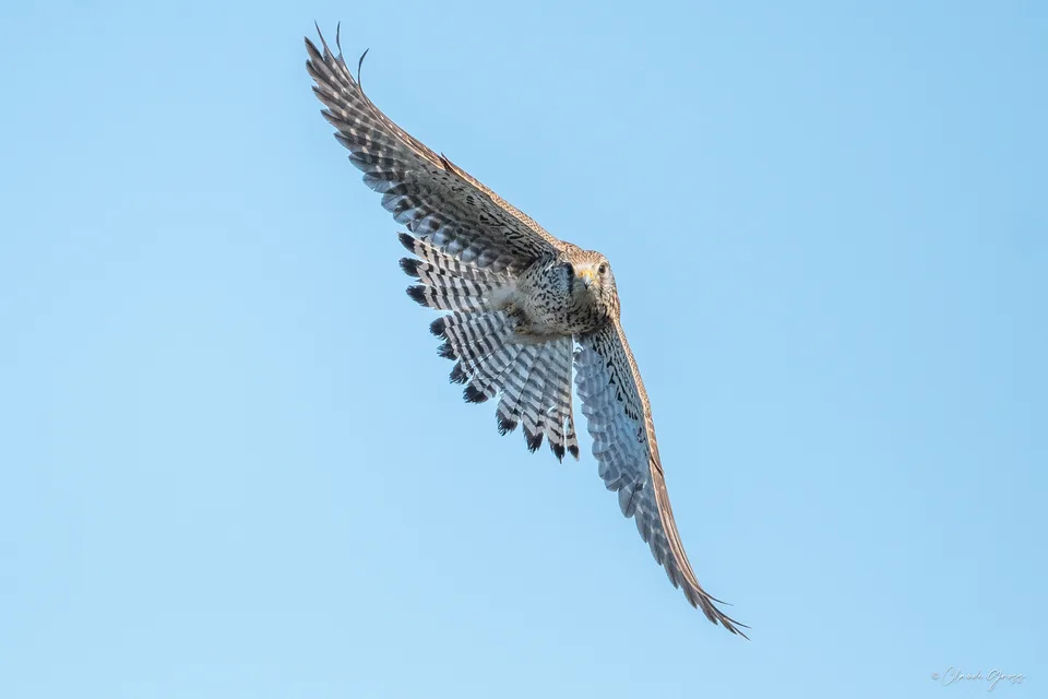 Faucon crécerelle