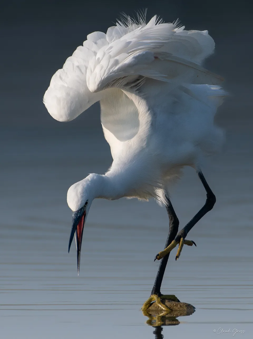 Aigrette garzette, Saverdun, Ariège, France