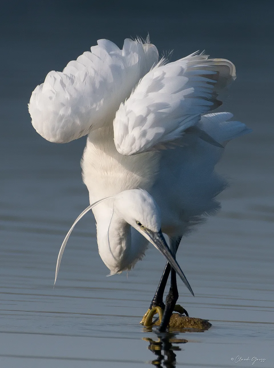 Aigrette garzette, Saverdun, Ariège, France