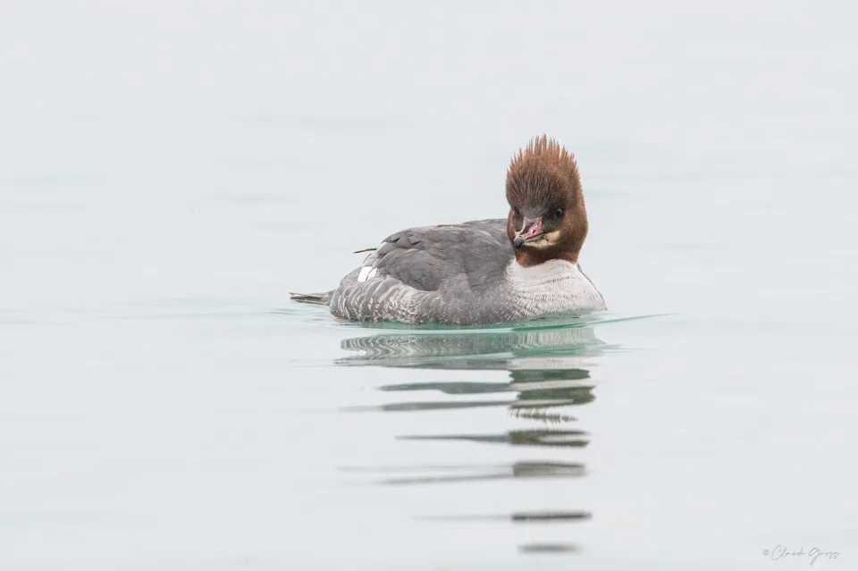 Harle bièvre ♀